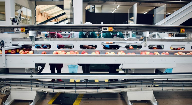 Apples on Production Line