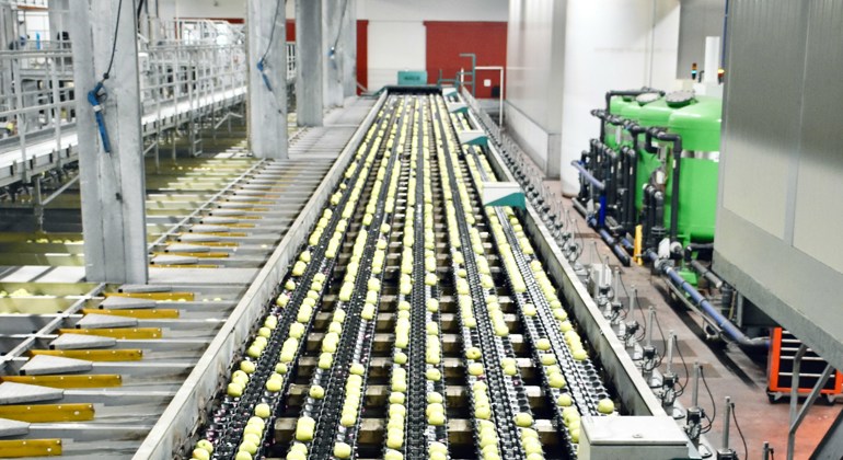 Production Line Green Apples